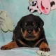 Rottweiller female puppy extreme quality