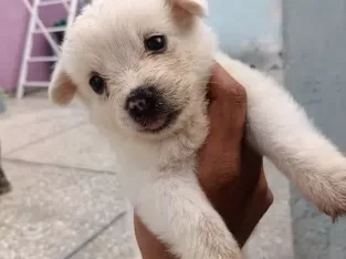 beautifull puppies for sale