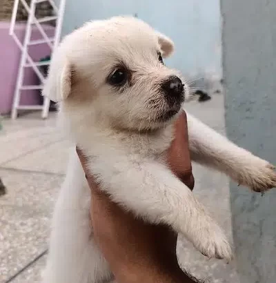 beautifull puppies for sale