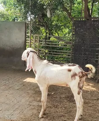 Healthy Donda Bakra.