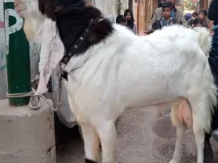 BAKRA