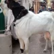 BAKRA