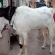 BAKRA