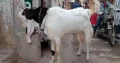 BAKRA