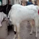 BAKRA