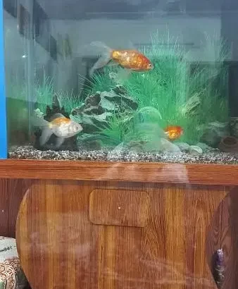 3 Fishes with Aquarium 29*25 inches