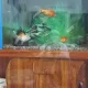 3 Fishes with Aquarium 29*25 inches