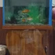 3 Fishes with Aquarium 29*25 inches