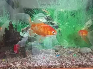 3 Fishes with Aquarium 29*25 inches