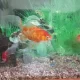 3 Fishes with Aquarium 29*25 inches