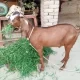 Bakra Qurbani