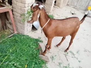 Bakra Qurbani