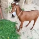 Bakra Qurbani