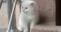 Persian kitten age 2.5 month