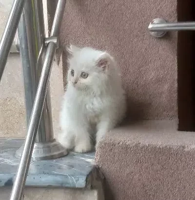 Persian kitten age 2.5 month