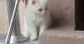 Persian kitten age 2.5 month