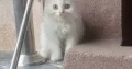 Persian kitten age 2.5 month