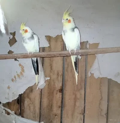 Cockatiel Bareed Pair full Helthy