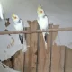 Cockatiel Bareed Pair full Helthy