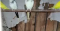 Cockatiel Bareed Pair full Helthy