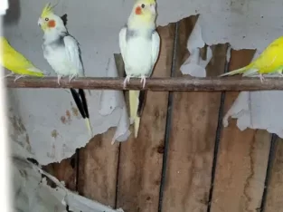 Cockatiel Bareed Pair full Helthy