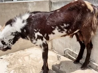 2 daant Breeder Bakra For Qurbani