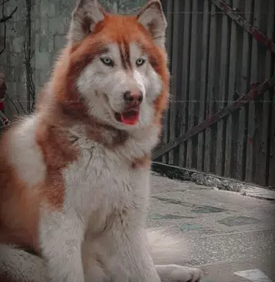 Husky Male Dog