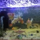 2.5ft Fish aquarium 12mm glass with fishes and equ