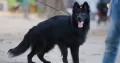 Black German shepherd Gsd triple coat long coat ma