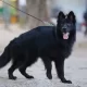 Black German shepherd Gsd triple coat long coat ma