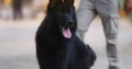 Black German shepherd Gsd triple coat long coat ma