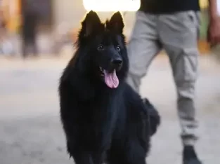 Black German shepherd Gsd triple coat long coat ma