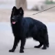 Black German shepherd Gsd triple coat long coat ma