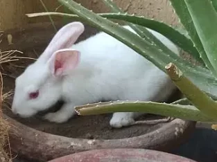 rabbit for sale