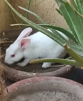 rabbit for sale