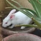 rabbit for sale