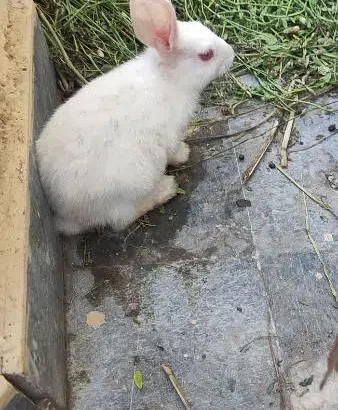 rabbit for sale