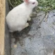 rabbit for sale