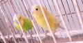 Australian Budgies for sale