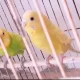 Australian Budgies for sale