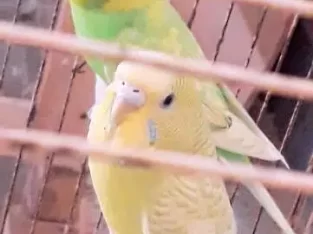 Australian Budgies for sale