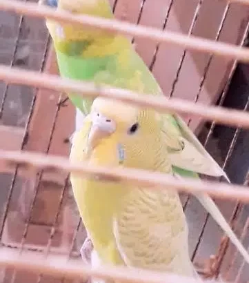 Australian Budgies for sale