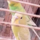 Australian Budgies for sale