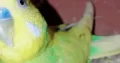 Australian Budgies for sale