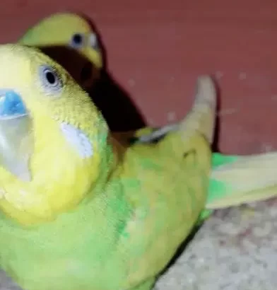 Australian Budgies for sale