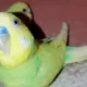 Australian Budgies for sale