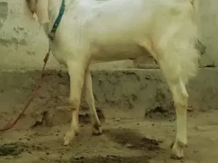 bakra for sale