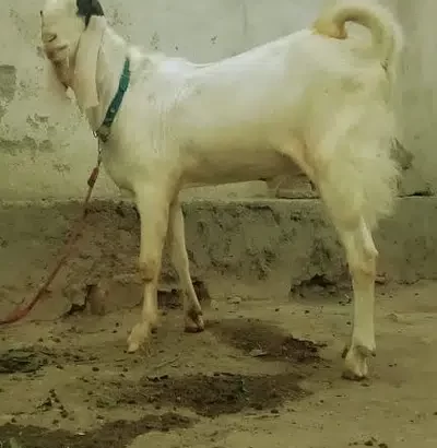 bakra for sale