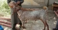 Active bakra makah chenna