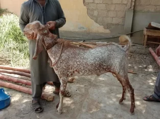 Active bakra makah chenna